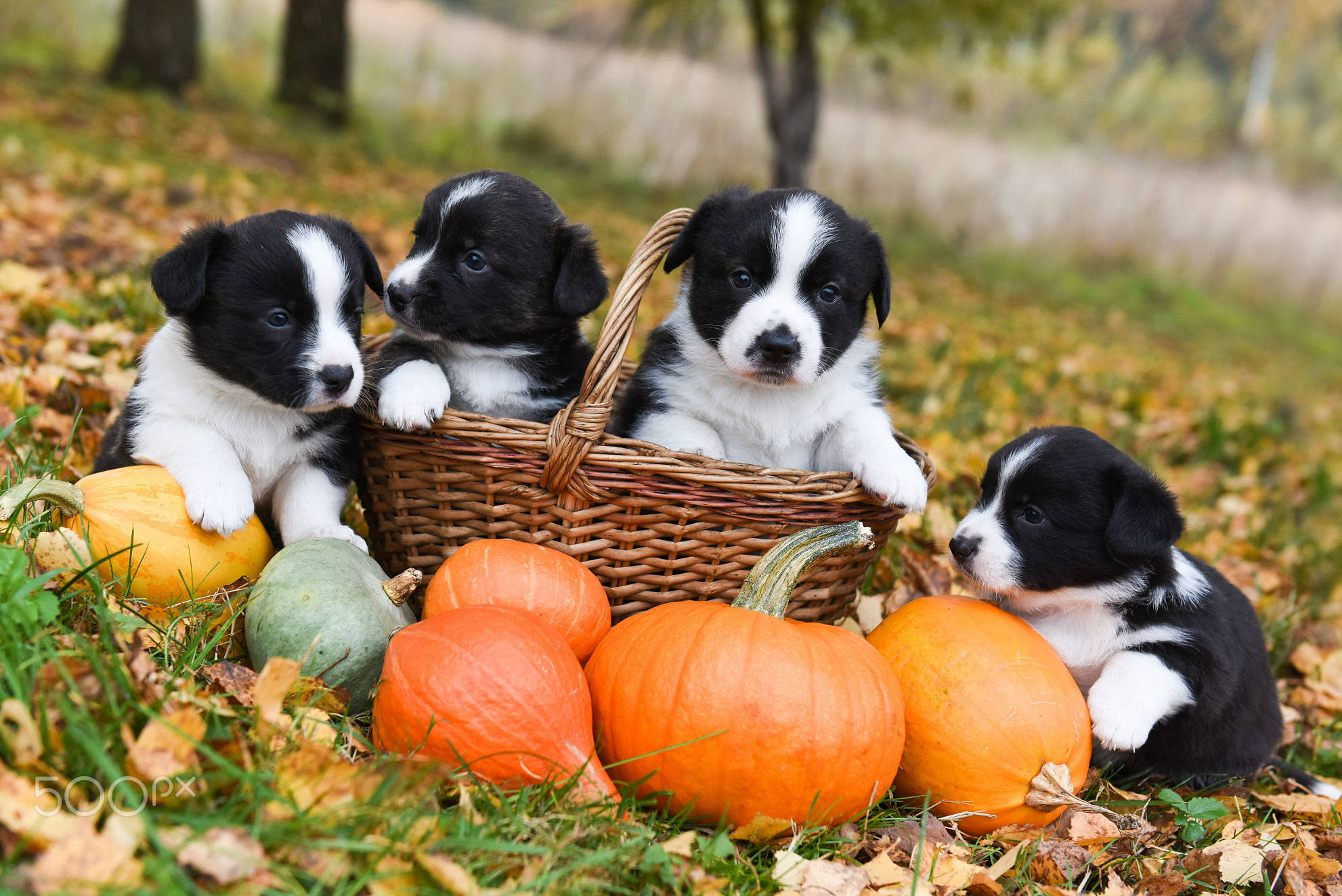 可愛萬聖節小狗在公園嬉戲 壁紙 — 三隻黑白小狗從一個被南瓜和秋葉包圍的柳條籃中探出頭來。