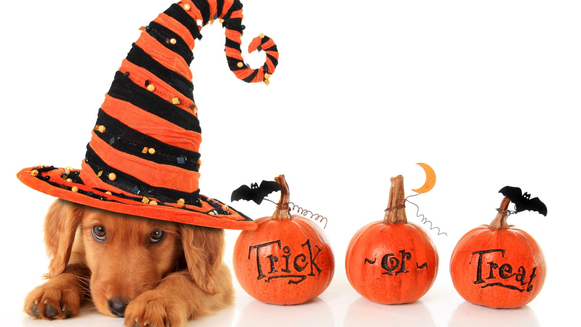 一隻戴著女巫帽的小狗，旁邊是拼出 trick or treat 的萬聖節南瓜。