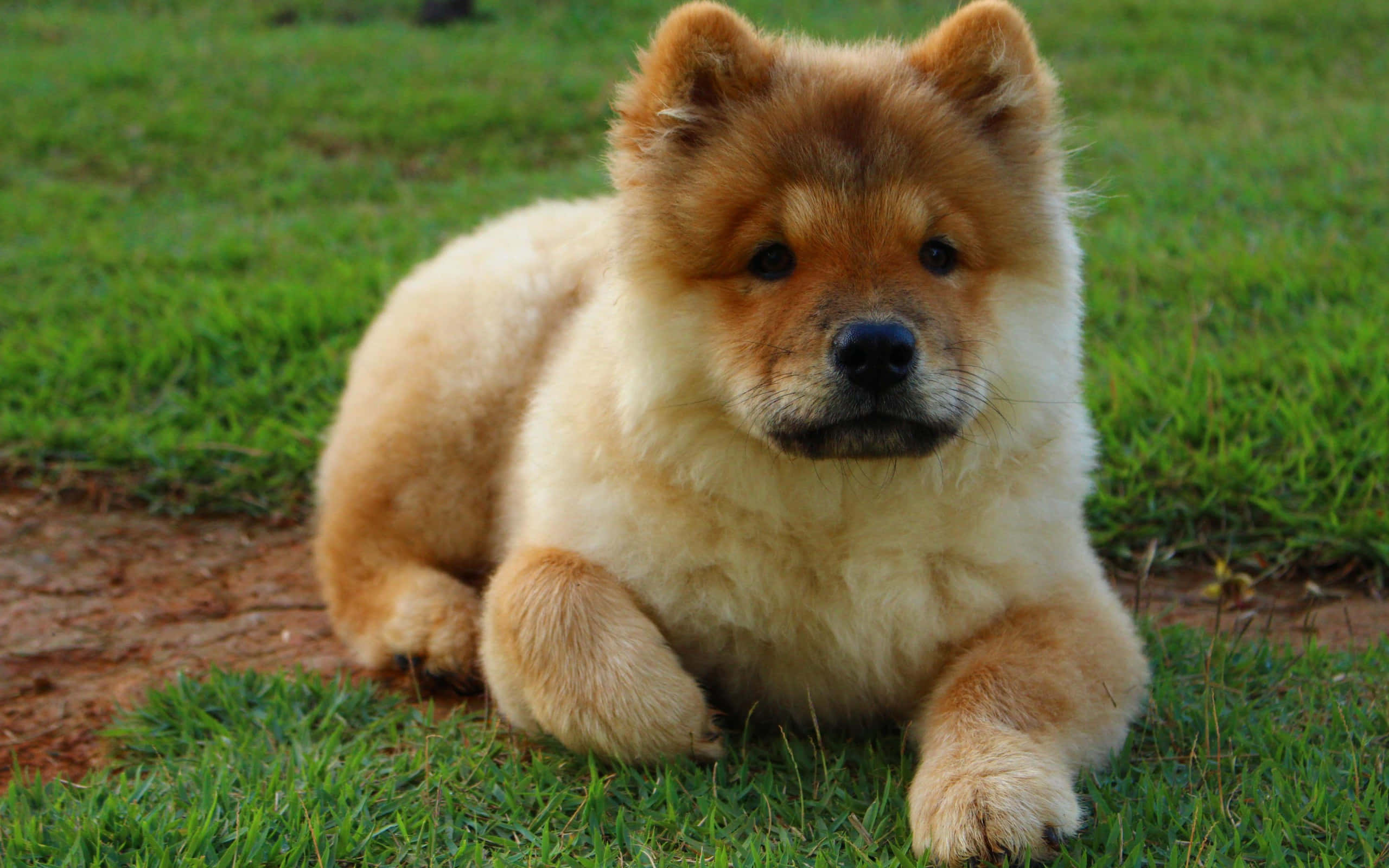 可愛蓬鬆 Chow Chow 幼犬 壁紙 — 一隻毛茸茸的金毛鬆獅犬幼犬平靜地躺在充滿活力的綠色草地上，用柔和的黑眼睛直視鏡頭。