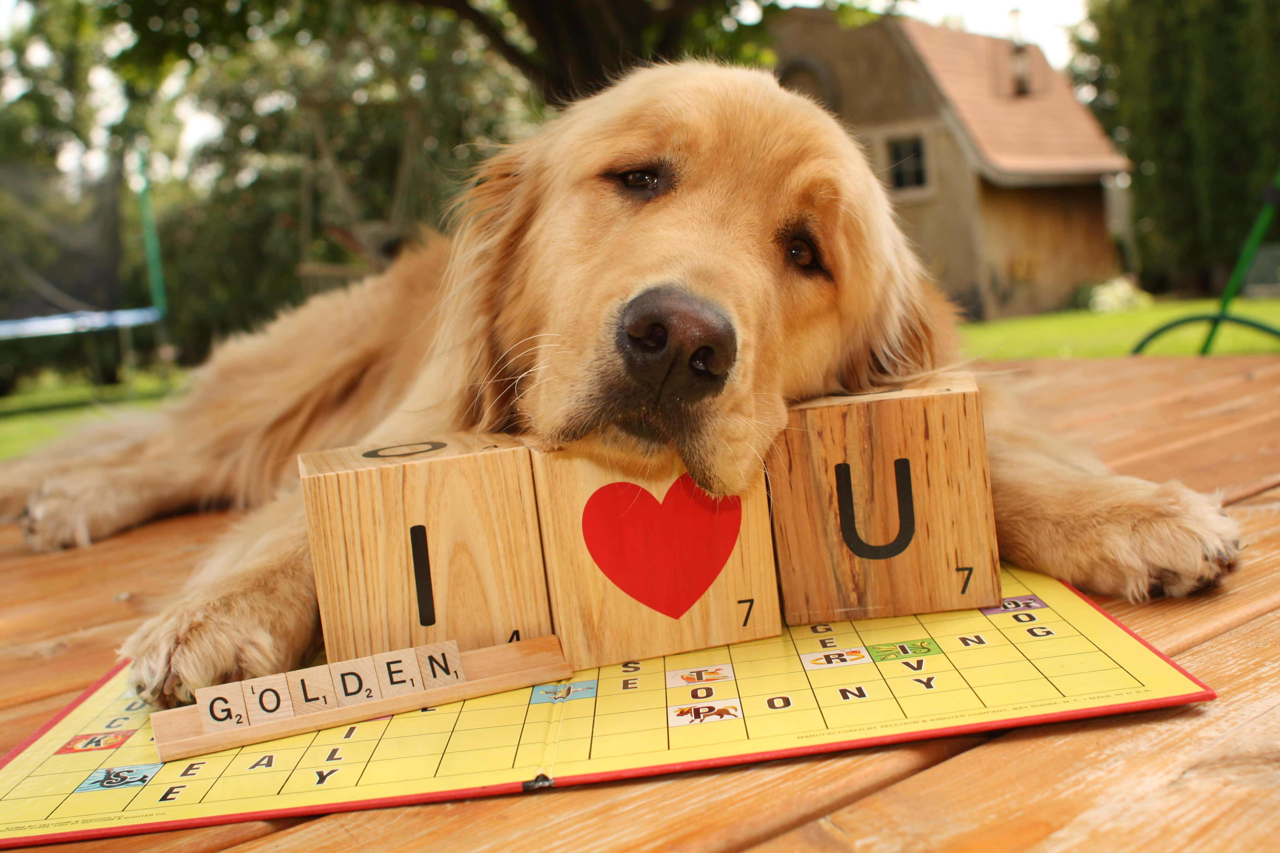 可愛蓬鬆的金毛尋回犬幼犬 壁紙 — 一隻金毛尋回犬將頭放在戶外 Scrabble 板上拼出「I ❤️ U」的木塊上。