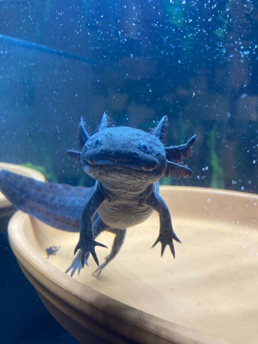 一隻藍色蠑螈（有羽毛狀鰓）在水族箱中靠近一個陶瓷碟游動。