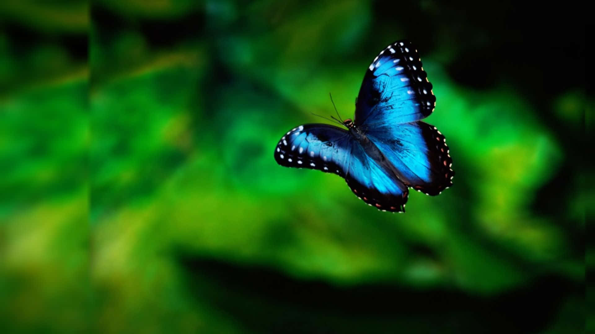 一隻帶有黑白斑點的藍色蝴蝶在綠色森林中飛翔。