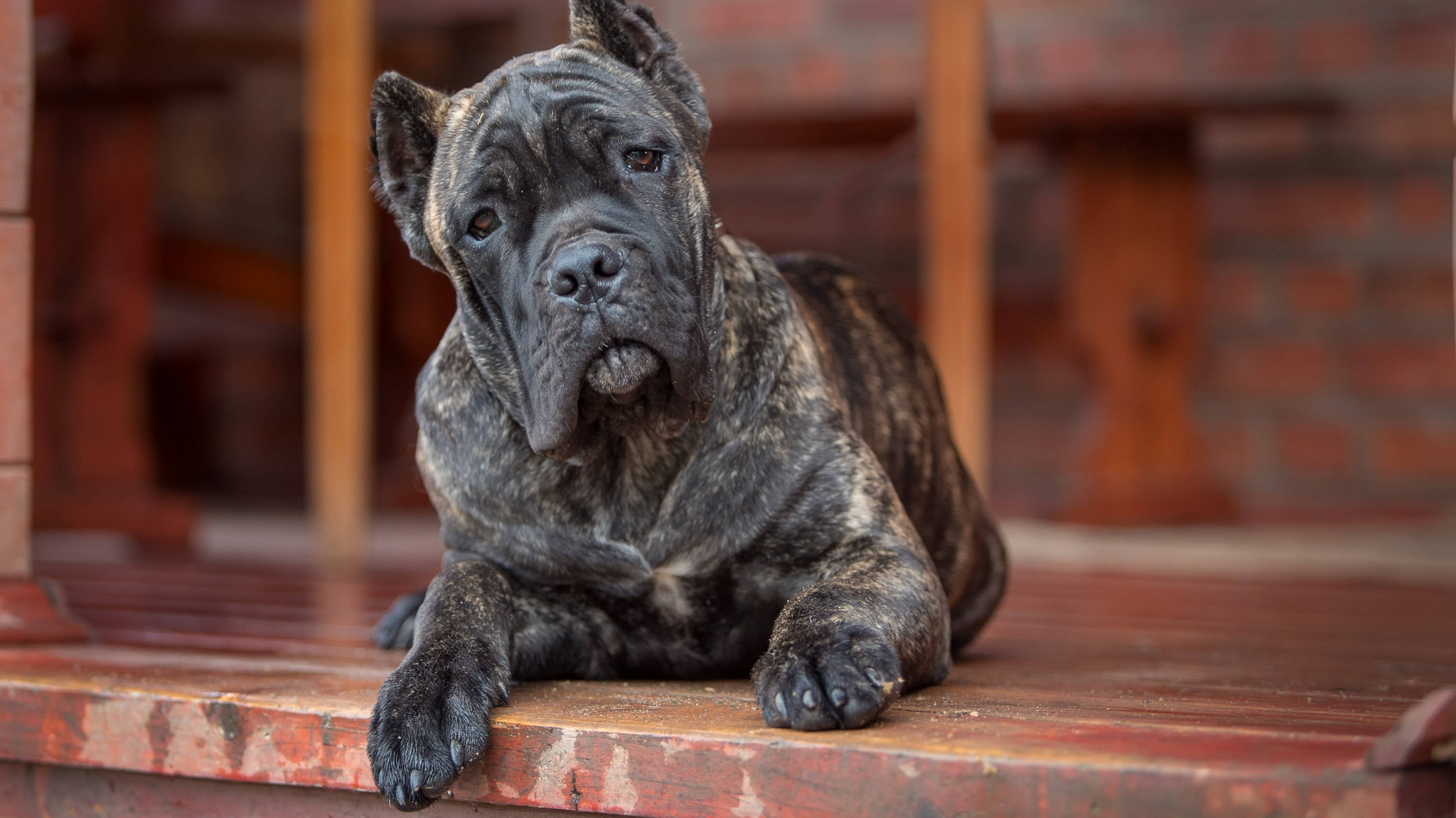 可愛虎斑卡內羅犬 壁紙 — 一隻虎紋卡斯羅犬，臉上有皺紋，平靜地靠在磚牆旁的一張風化木長椅上休息。