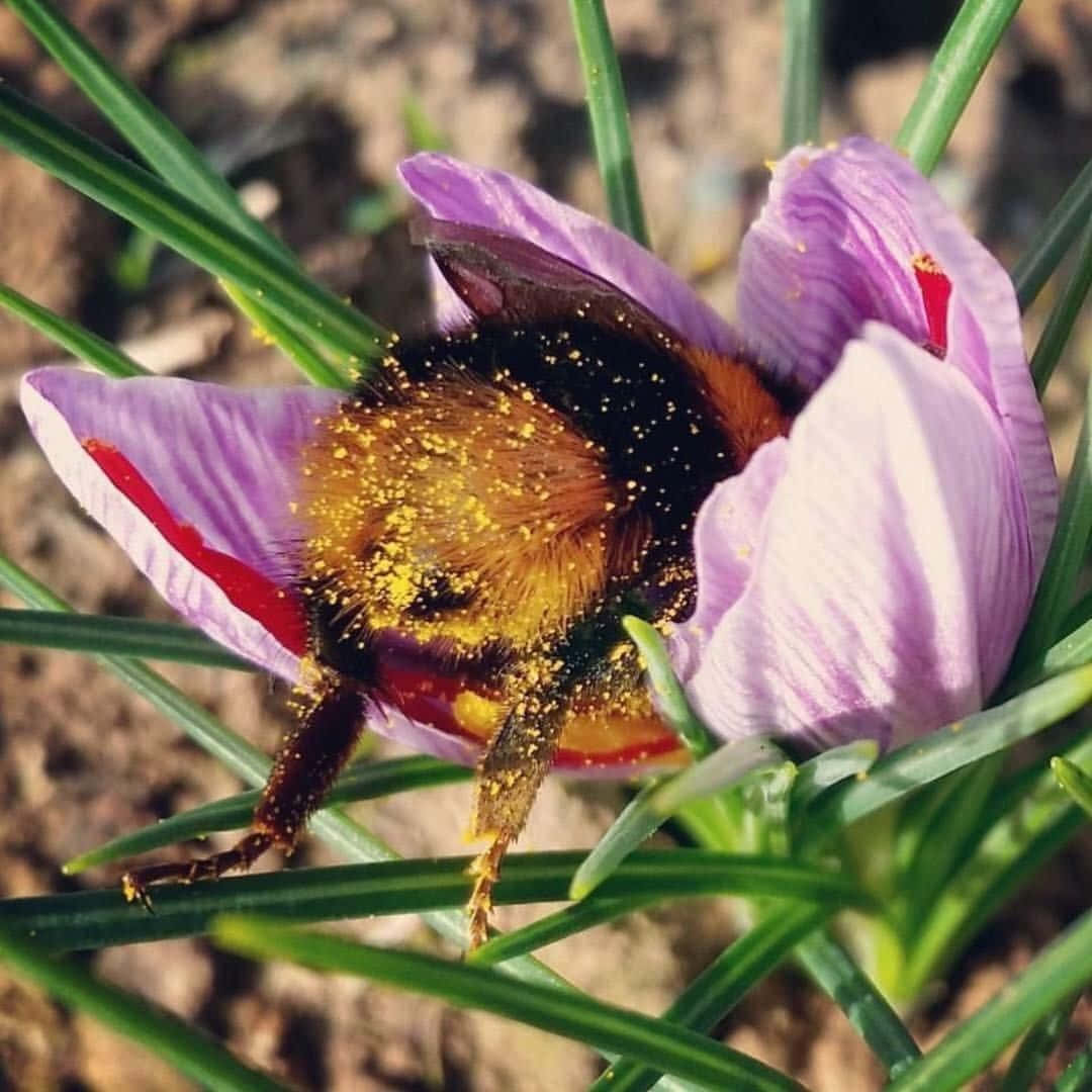 可愛蜜蜂藏身秋鳶尾花圖 壁紙 — 一隻毛茸茸、沾滿花粉的大黃蜂在綠草叢中勤奮地為一朵精緻的紫色番紅花授粉。