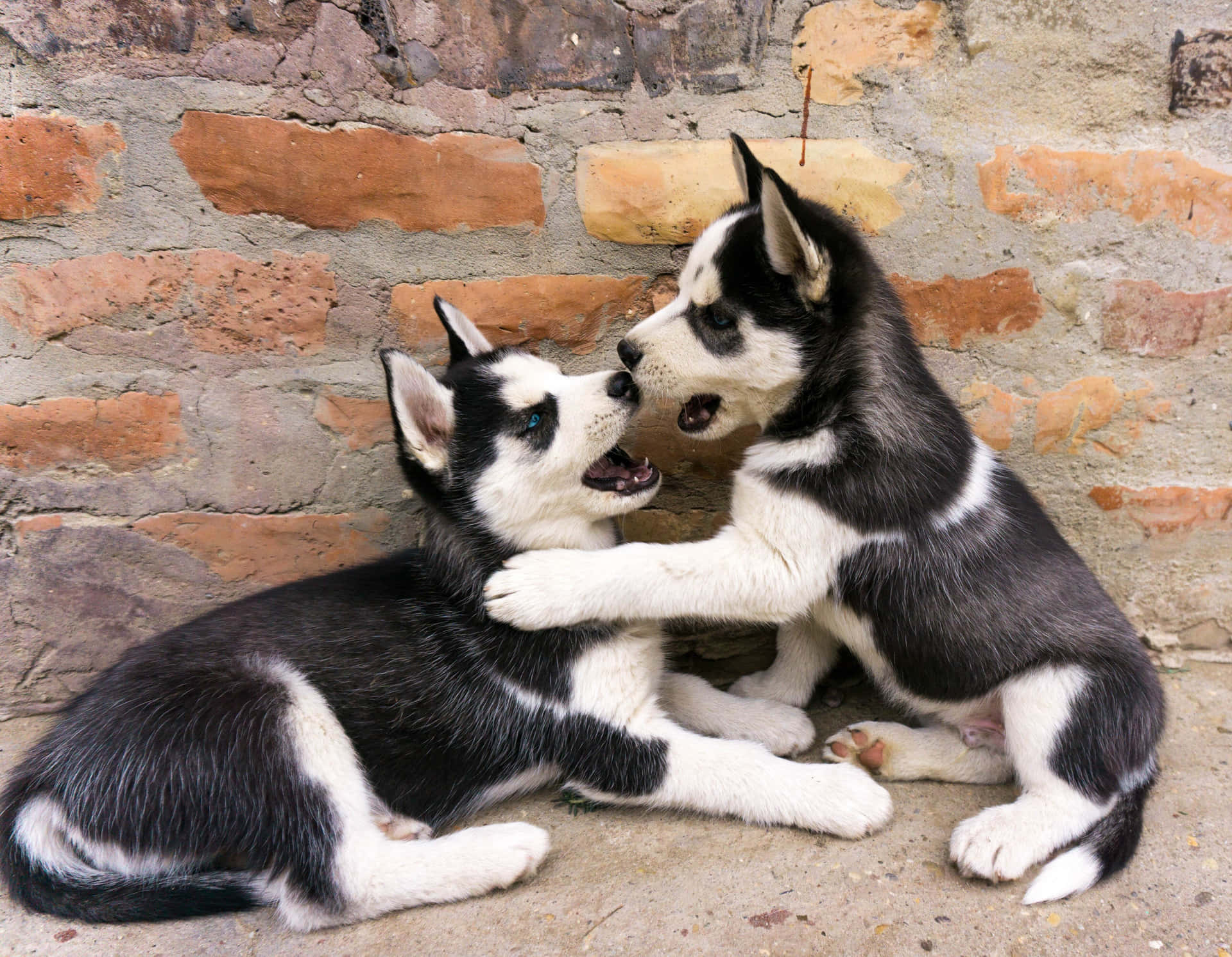 兩隻哈士奇幼犬在磚牆前嬉戲扭打。