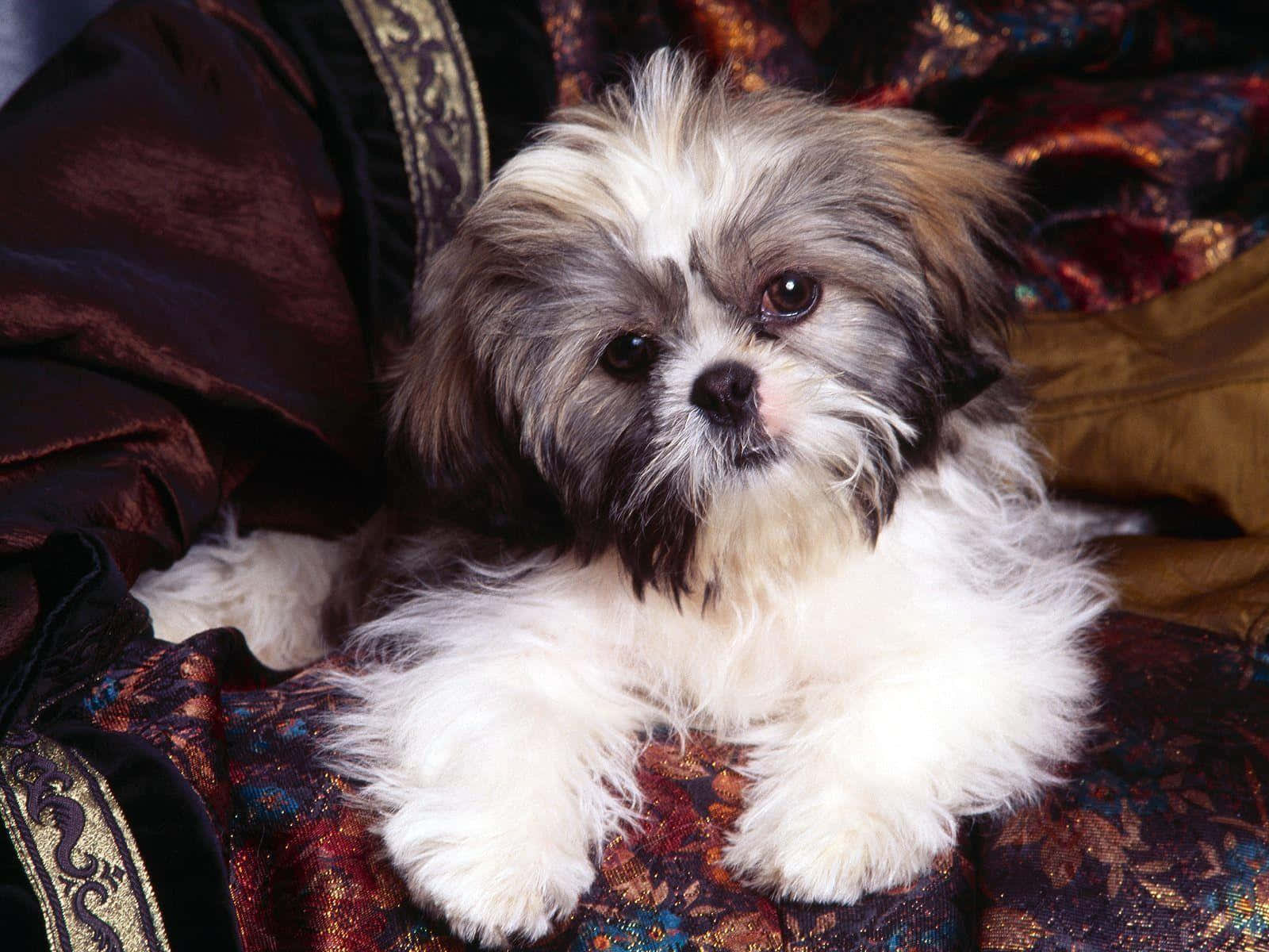 可愛西施犬為拍照擺姿 壁紙 — 一隻毛茸茸的西施犬幼犬，擁有深色眼睛和白色毛髮，在華麗圖案的天鵝絨布料上休息。