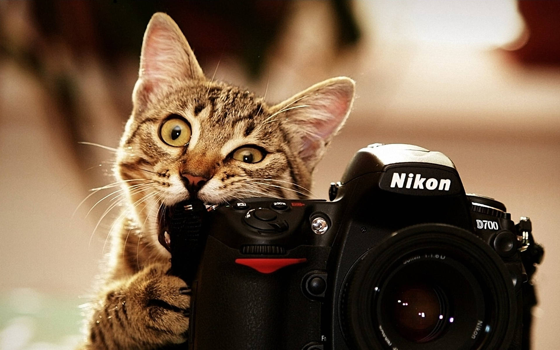 虎斑貓在室內溫暖燈光下拿著Nikon D700相機。