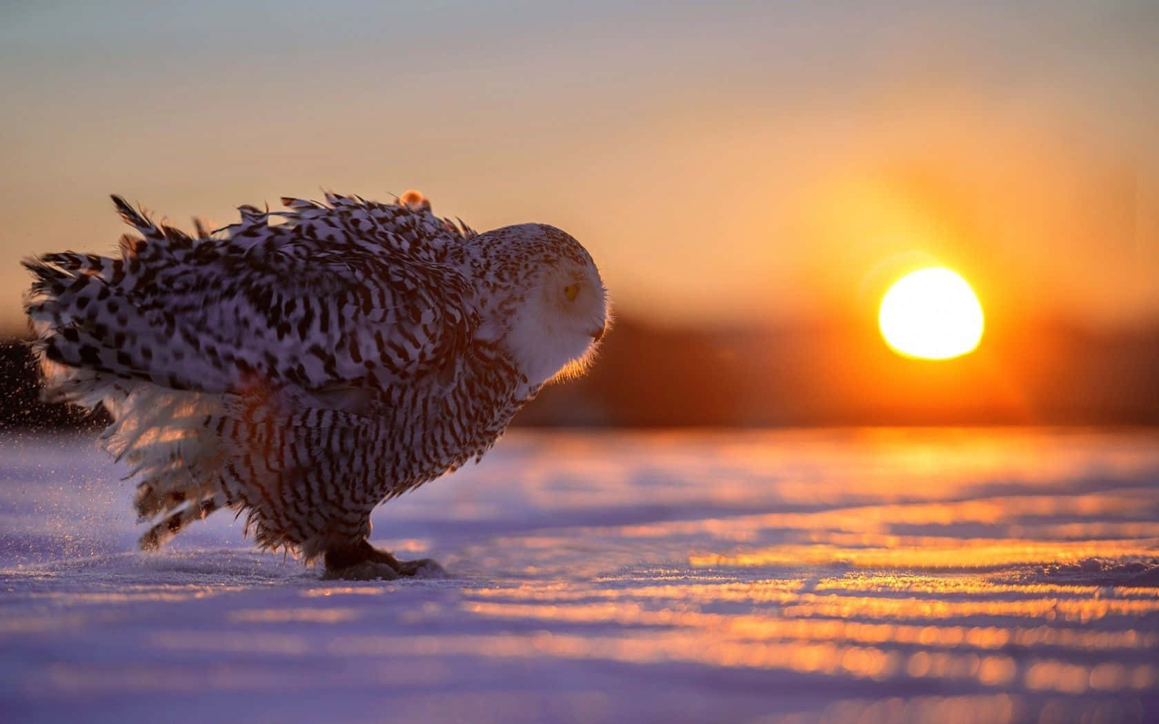 可愛貓頭鷹好奇凝視 壁紙 — 一隻雪鴞在雪中行走，夕陽將天空染成溫暖的橙色和紫色。