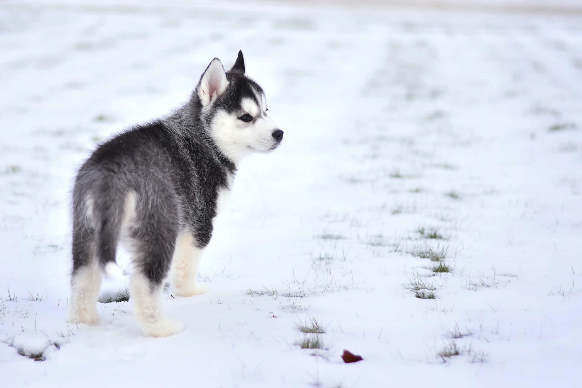 一隻年輕的哈士奇幼犬站在雪地裡。