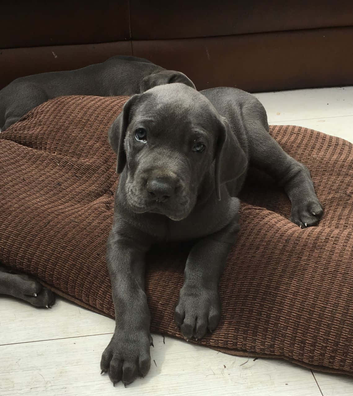 可愛過載！三隻可愛的大丹犬幼犬 壁紙 — 一隻光滑的灰色小狗，眼神充滿靈魂，在室內一個棕色紋理墊子上休息。