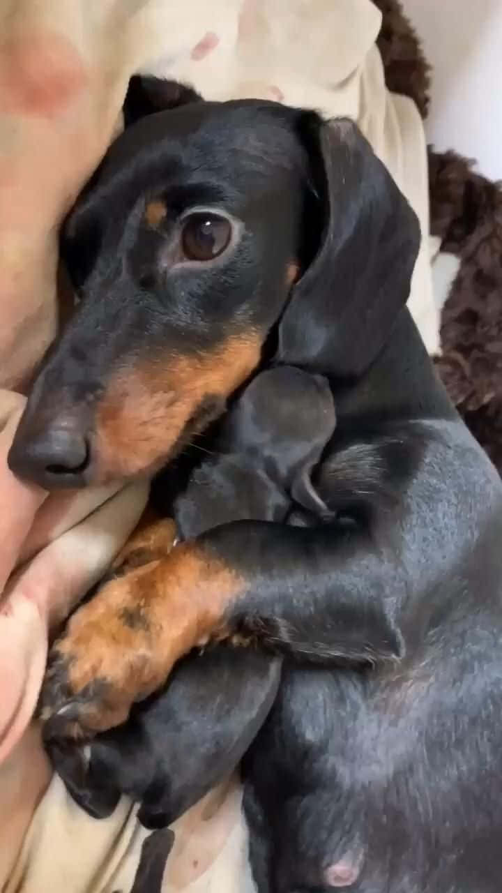 「可愛過載！幼犬仰望著你」 壁紙 — 一隻黑褐色臘腸犬幼犬蜷縮在柔軟的米色毯子上睡覺，旁邊有一個棕色毛絨玩具。