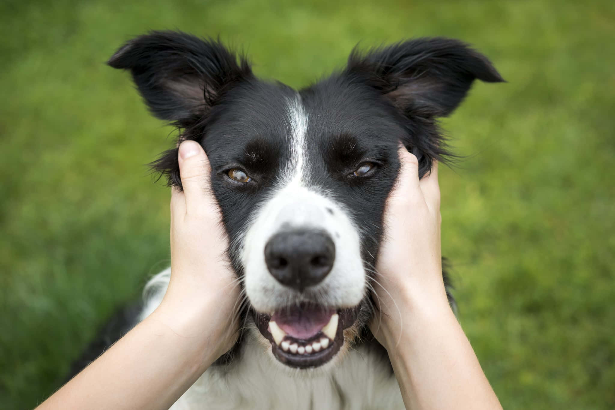 可愛邊境牧羊犬幼犬 壁紙 — 一隻快樂的黑白邊境牧羊犬，垂著耳朵，被兩隻人類的手頑皮地捧著，背景是柔軟的綠色草地。