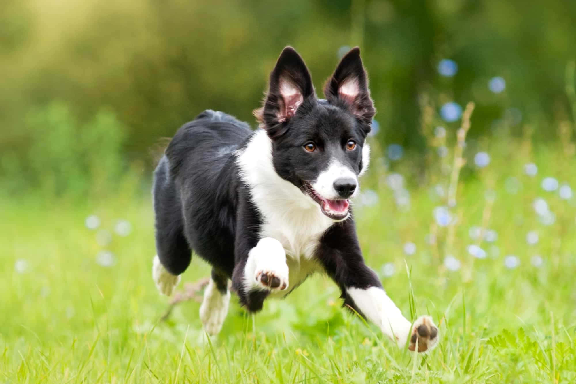 可愛邊境牧羊犬幼犬 壁紙 — 一隻黑白邊境牧羊犬喺陽光普照、點綴住藍色花朵嘅草地上歡快地奔跑。