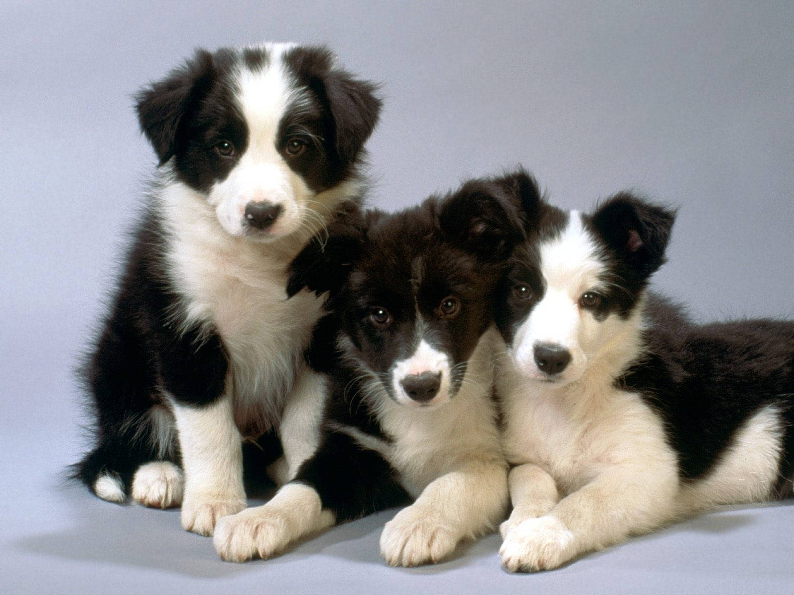 可愛邊境牧羊犬幼犬玩鬧夾住兄弟 壁紙 — 三隻可愛的黑白邊境牧羊犬幼犬在柔軟的灰色工作室背景上一起擺姿勢。