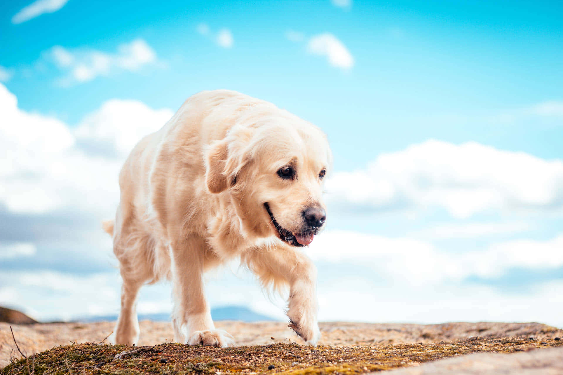 可愛金毛尋回犬幼犬，毛茸茸的毛髮與溫柔眼神 壁紙 — 一隻金毛尋回犬警覺地站在長滿草的山丘上，天空湛藍，白雲朵朵。