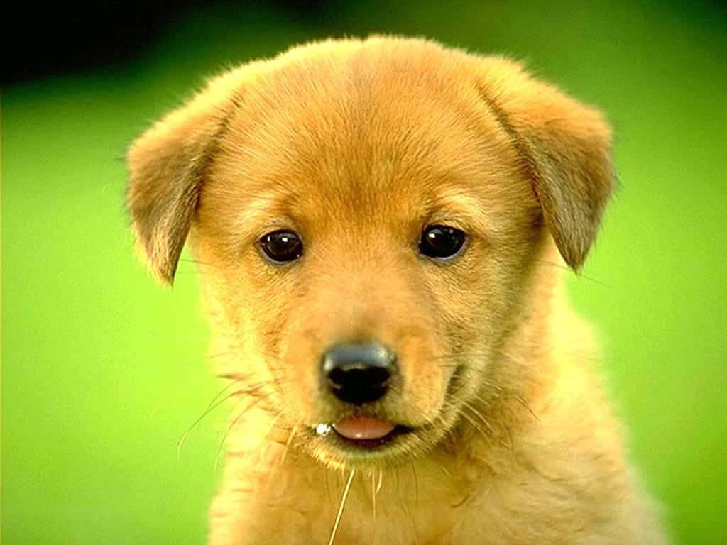 可愛金毛幼犬 壁紙 — 金色小狗的特寫，深色眼睛，嘴邊有一小片草葉，背景是充滿活力的綠色。