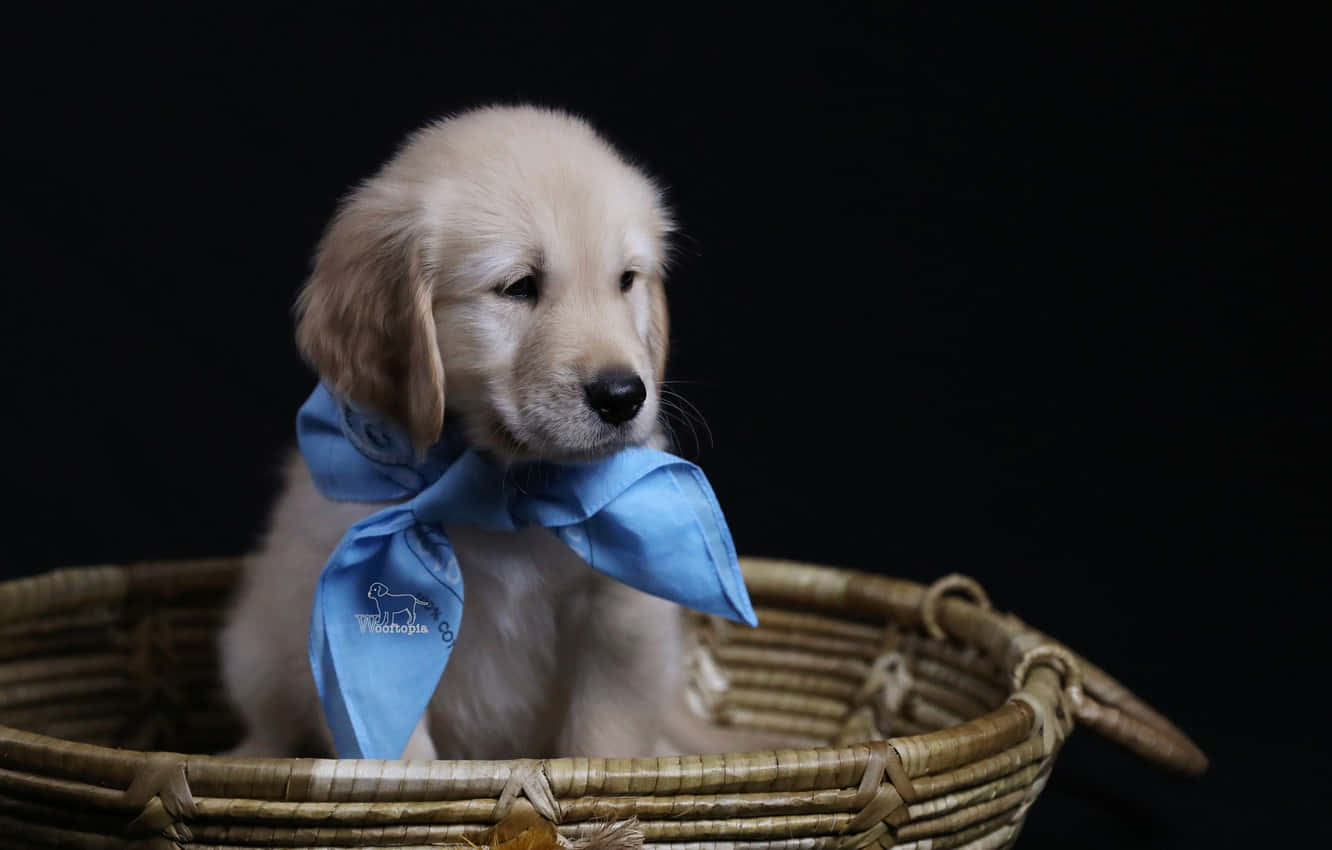 可愛金毛幼犬 壁紙 — 一隻毛茸茸的金毛尋回犬幼犬戴著藍色頭巾，靜靜地坐在黑色背景前的編織籃子裡。