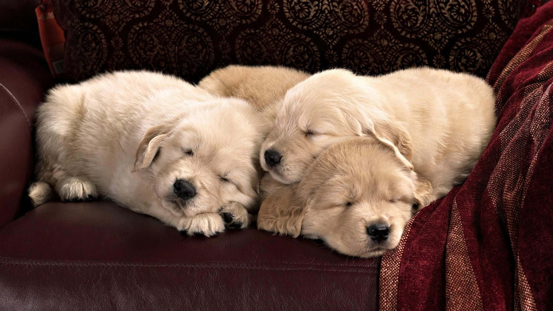 可愛金毛幼犬依偎在毛絨毯上 壁紙 — 三隻毛茸茸的金色小狗在濃郁的勃艮第色皮革沙發上蜷縮在一起，安詳地睡著。