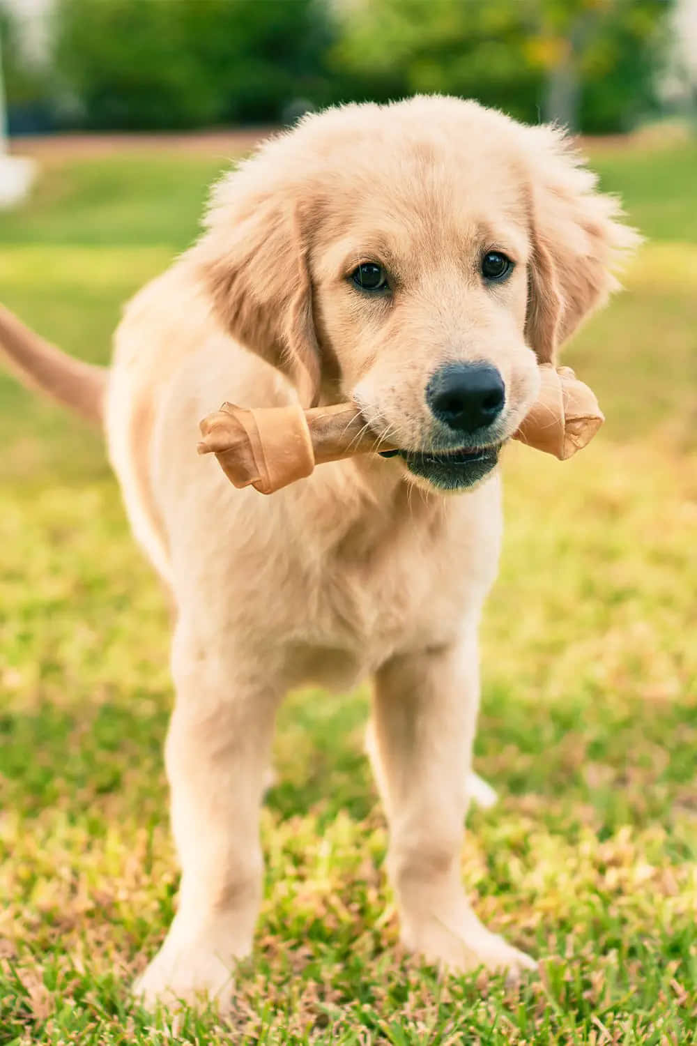 一隻金毛尋回犬幼犬在草地上叼著一個咀嚼玩具。