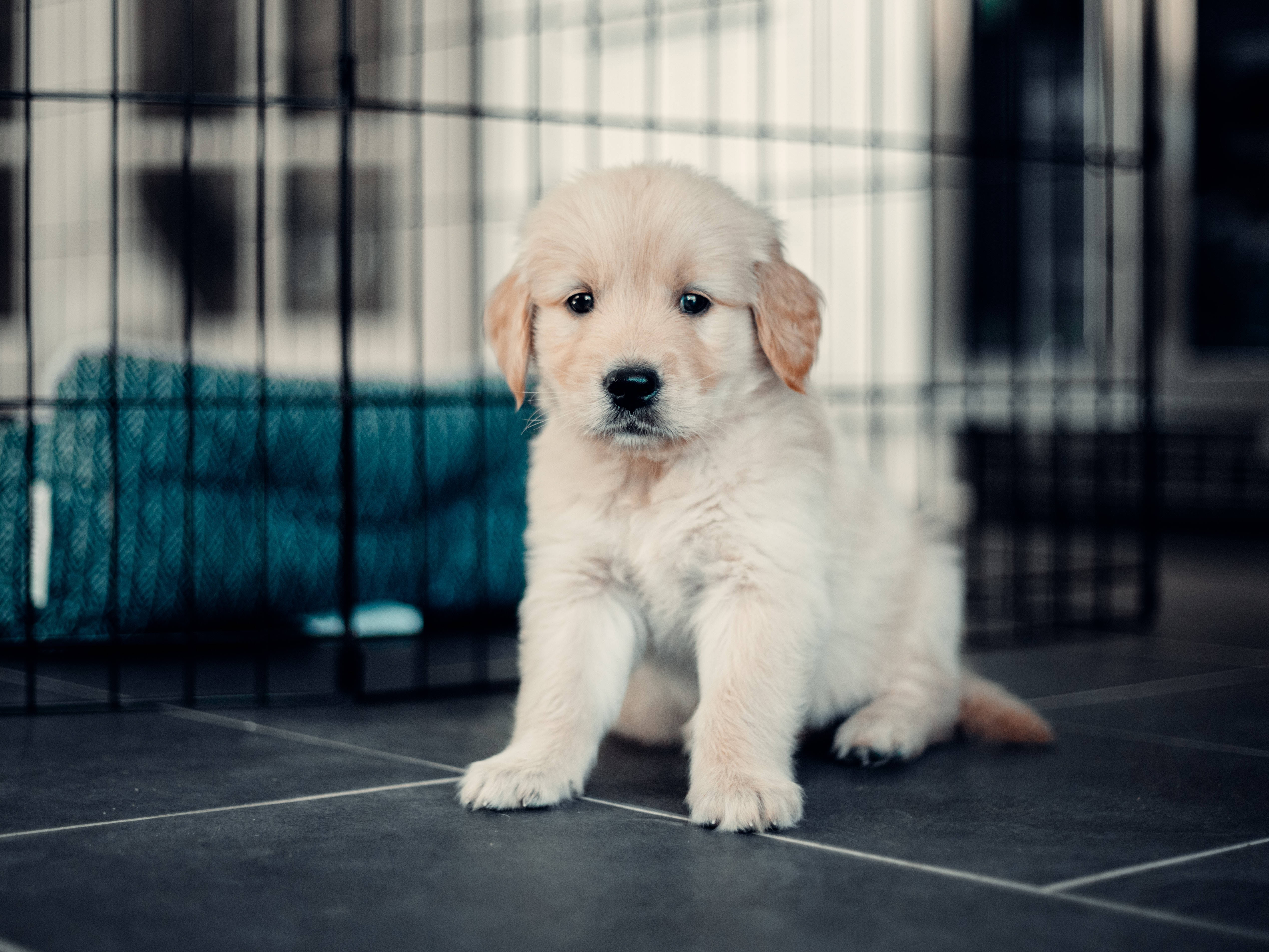 可愛金毛幼犬戶外嬉戲 壁紙 — 一隻毛茸茸的金毛尋回犬幼犬專注地坐在黑色鐵絲籠內的深色瓷磚地板上，身後有一條青綠色的毯子。