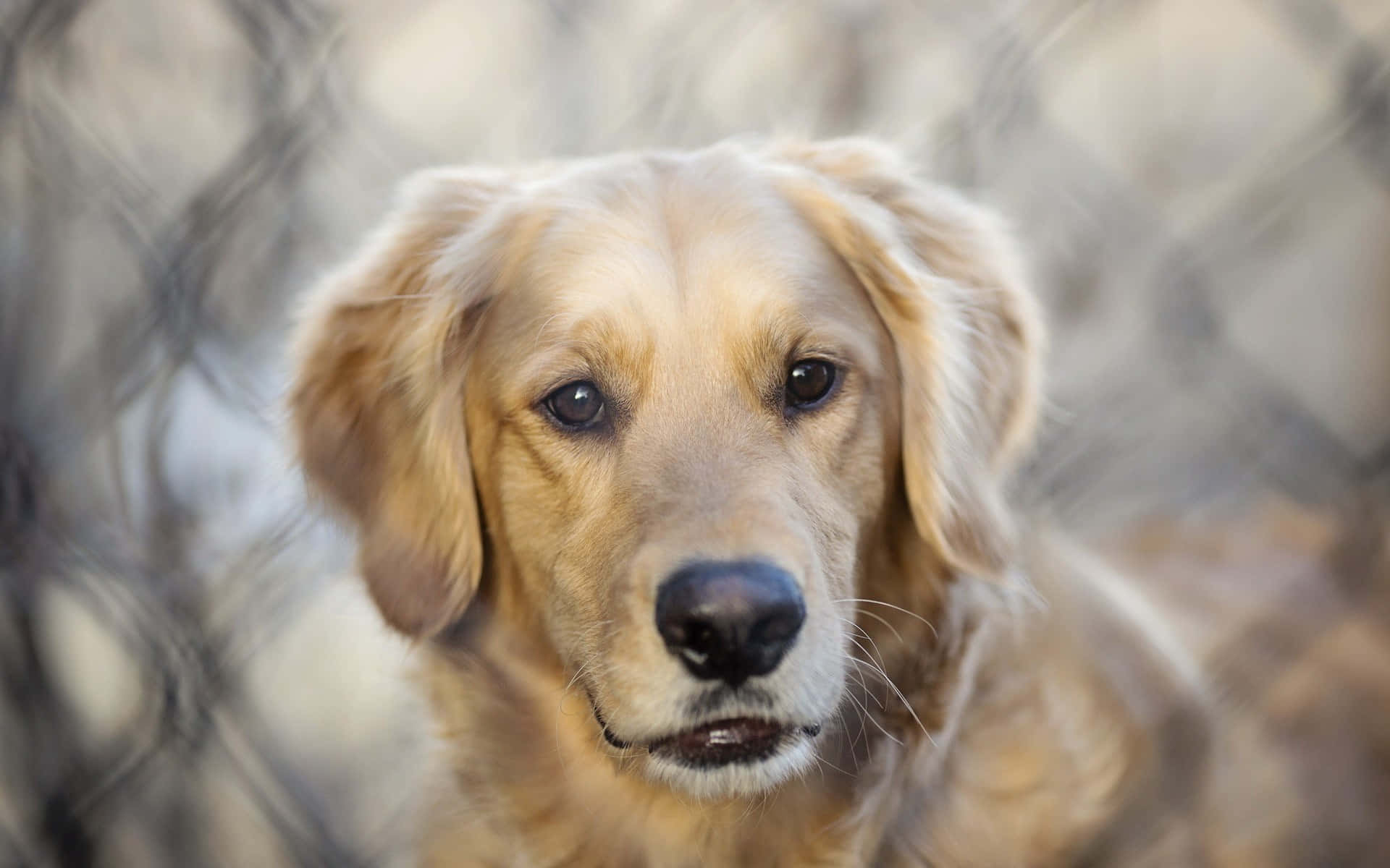可愛金毛犬照片 壁紙 — 一隻金毛尋回犬透過模糊的鐵絲網圍欄溫柔地凝視，溫暖的陽光突顯其蓬鬆的毛髮。