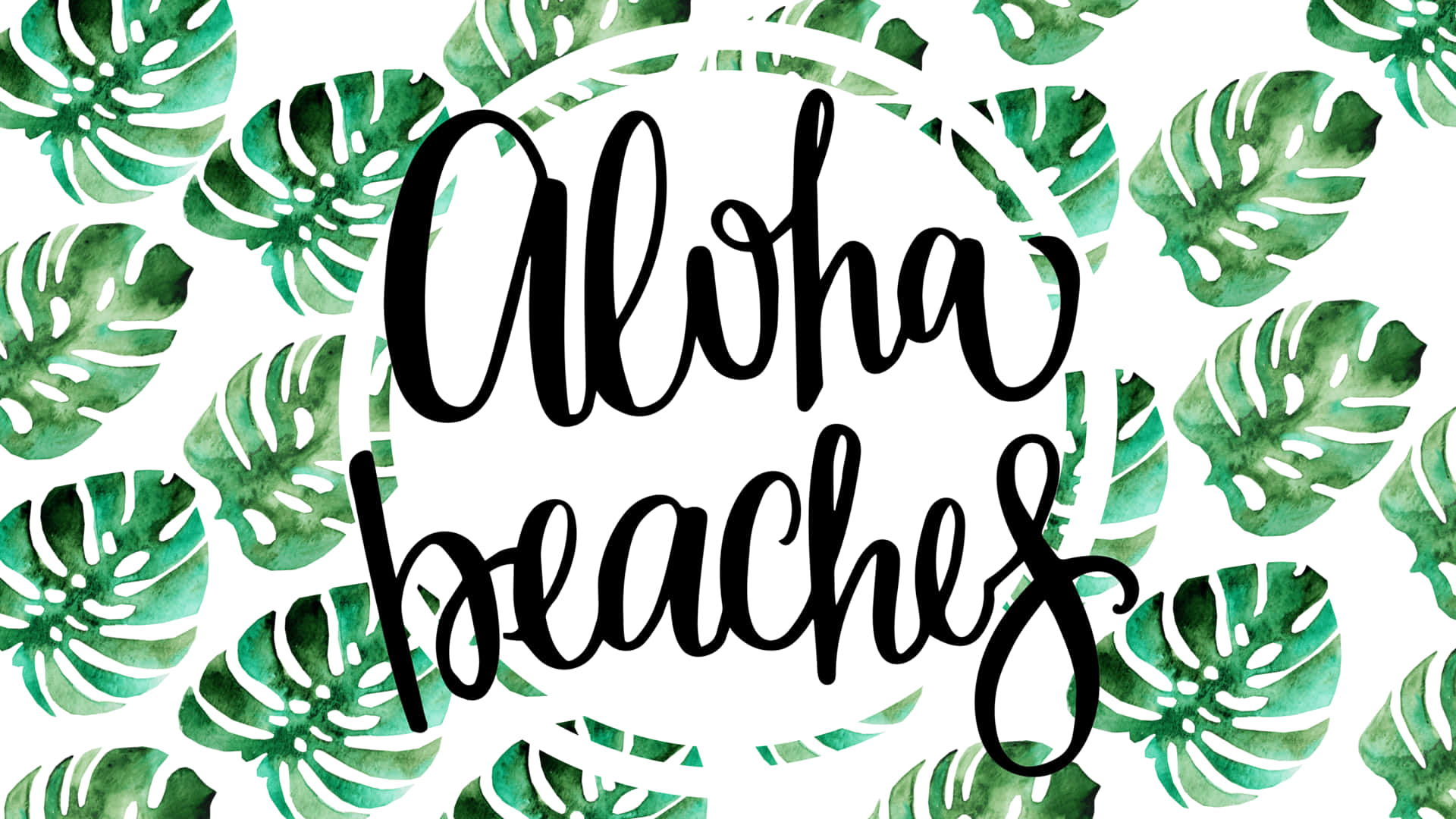 白色背景上，綠色龜背竹葉環繞的黑色「Aloha beaches」文字。