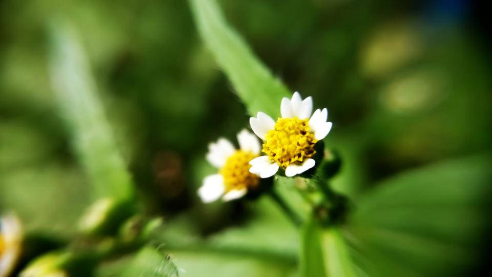 帶有黃色中心的細小白色花朵在綠葉中綻放。