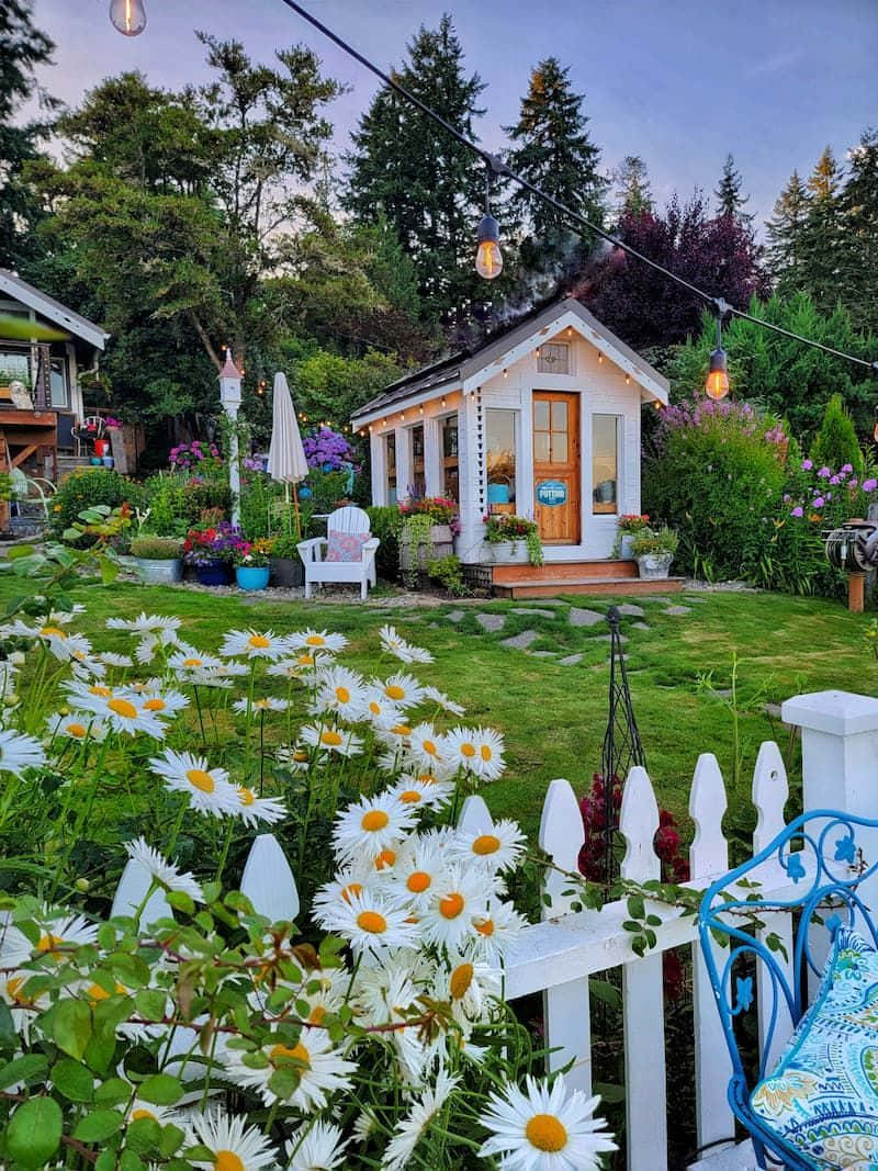 黃昏時分，擁有雛菊和串燈的舒適小屋花園。 — 鄉村風 壁紙