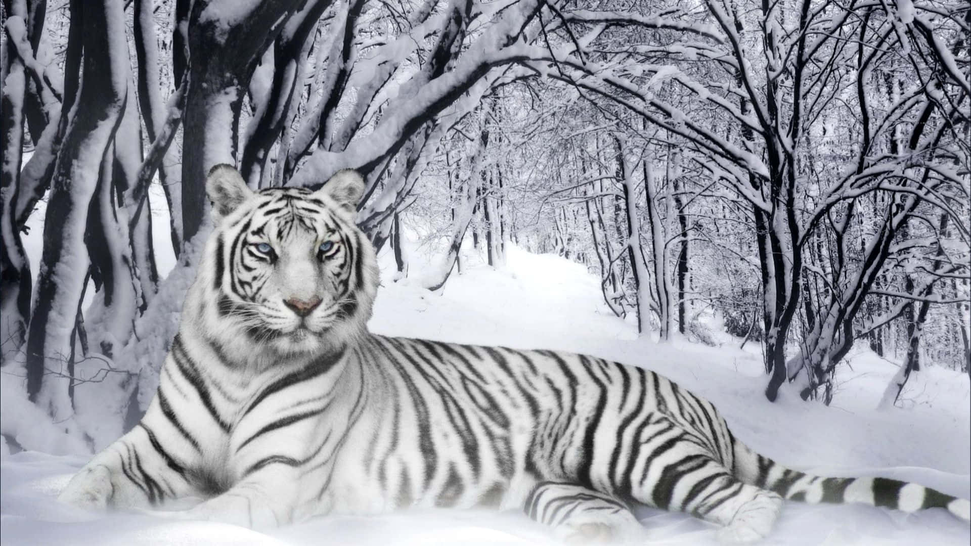 白虎躺在雪中，周圍是光禿禿的樹木