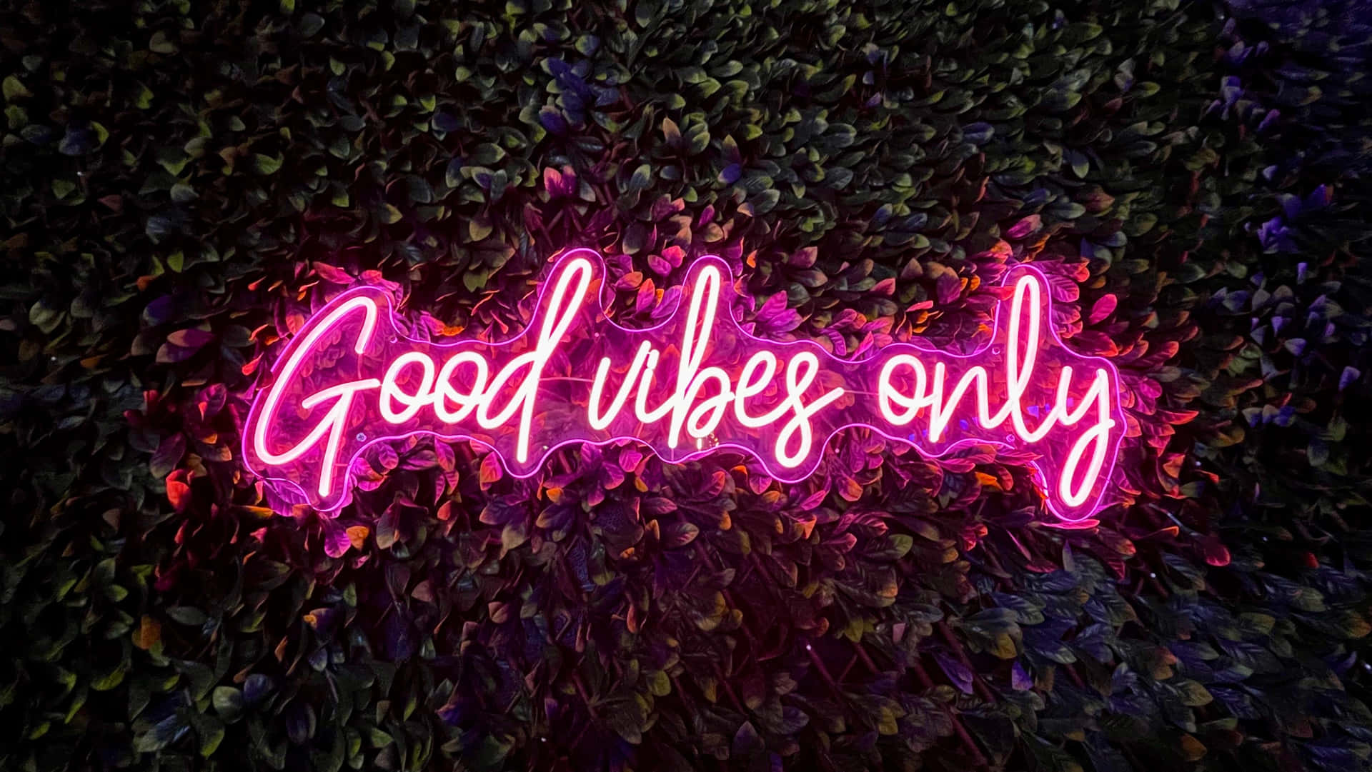 粉紅色霓虹燈牌寫著 Good vibes only 在葉牆上