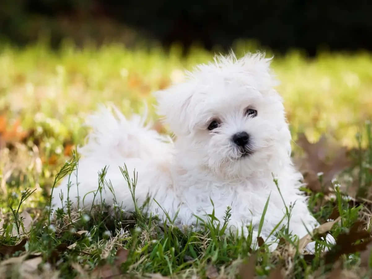 可愛馬爾濟斯幼犬 壁紙 — 一隻毛茸茸的白色小狗在陽光照耀的草地上休息，背景柔和模糊。