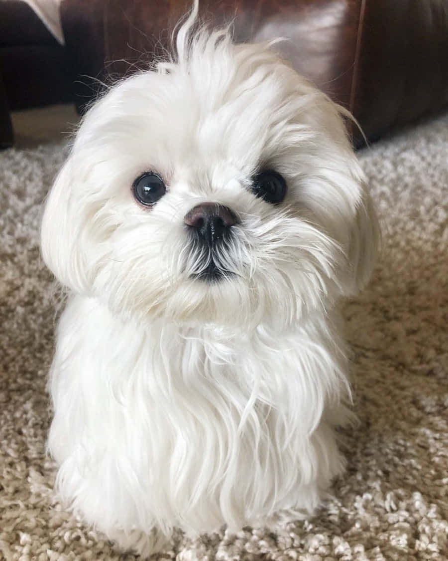 可愛馬爾濟斯幼犬 壁紙 — 一隻毛茸茸的白色瑪爾濟斯幼犬，有著大大的深色眼睛，專注地坐在米色地毯上，靠近一張棕色皮革沙發。