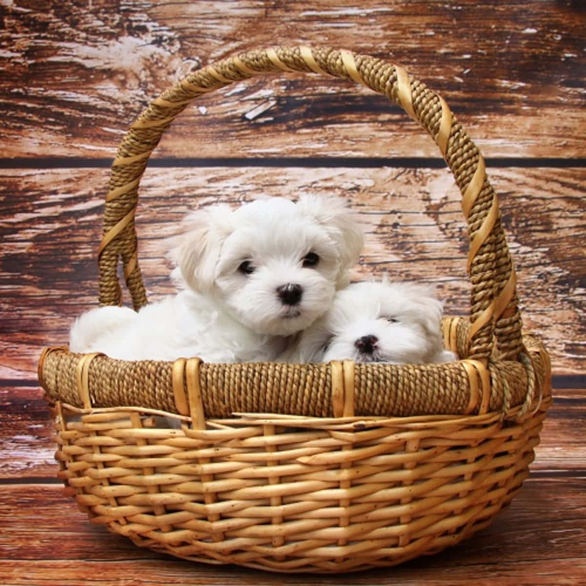 可愛馬爾濟斯幼犬！ 壁紙 — 兩隻毛茸茸的白色小狗在編織柳條籃中依偎在一起，背景是質樸的木質背景。