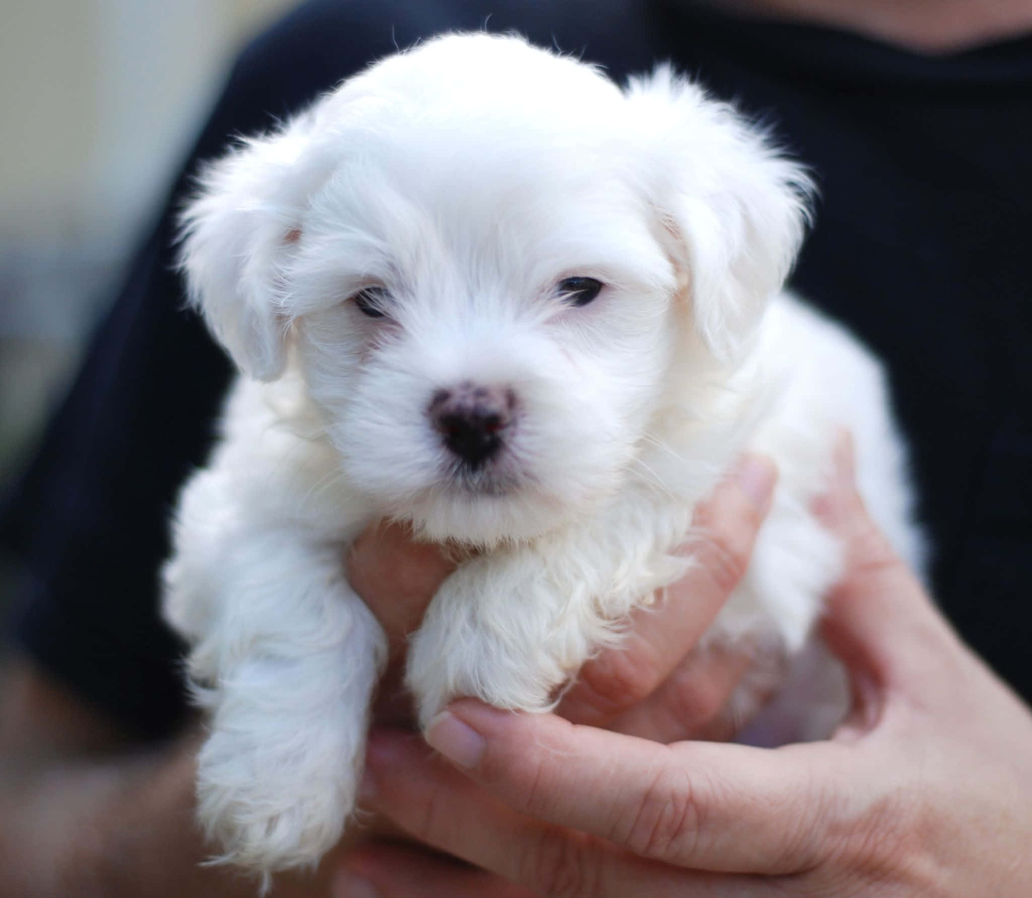 可愛馬爾濟斯幼犬 - 美麗、聰明與蓬鬆於一身！ 壁紙 — 一隻細小毛茸茸的白色小狗，深色眼睛，在深色背景下被人類雙手溫柔地捧著。