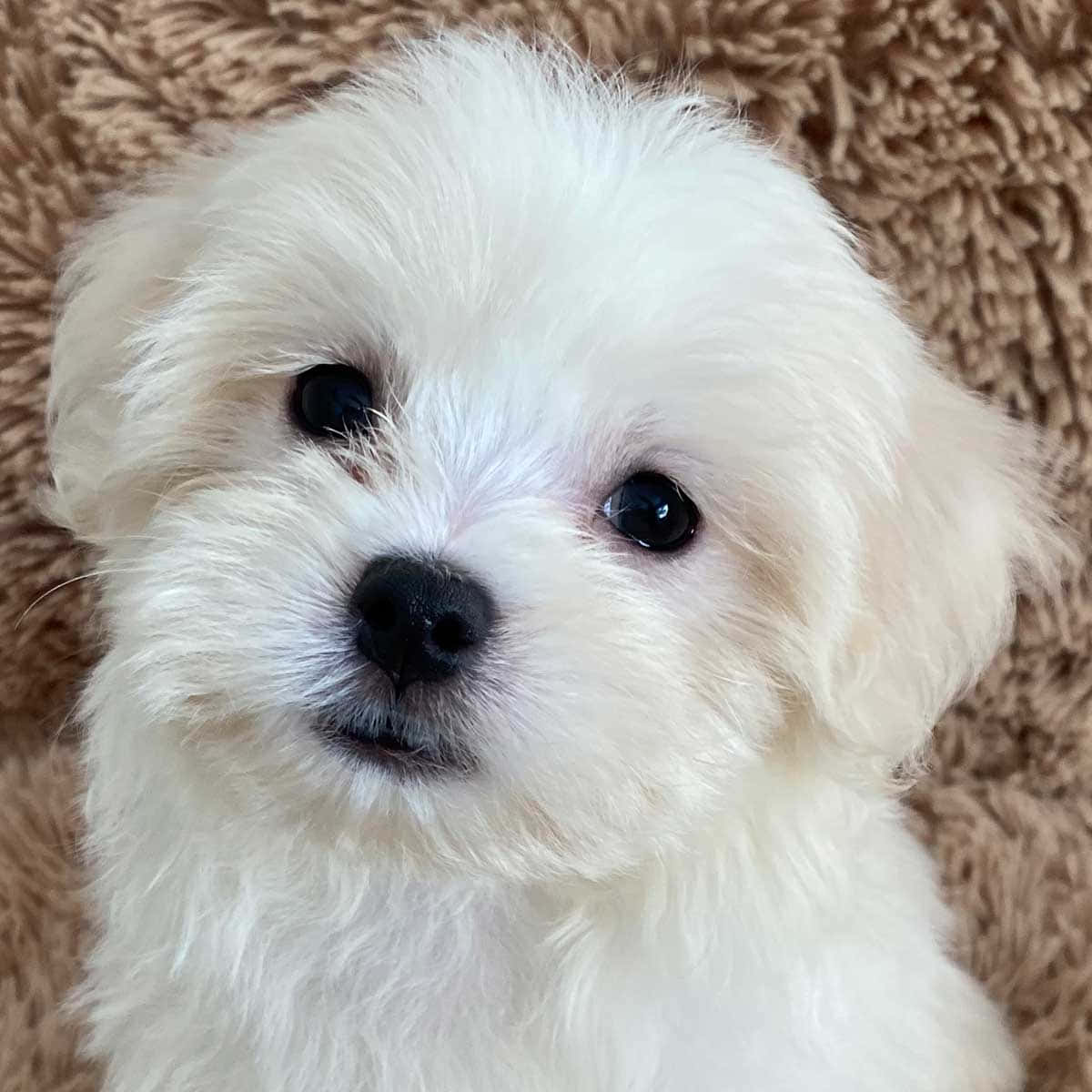 可愛馬爾濟斯幼犬依偎 壁紙 — 一隻毛茸茸的白色小狗，有著大大的深色眼睛，躺在柔軟的棕色紋理毯子上休息。