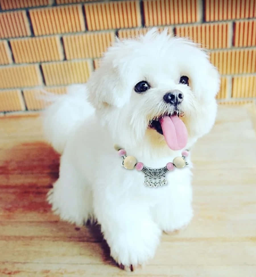 可愛馬爾濟斯幼犬依偎在毯子上 壁紙 — 一隻毛茸茸的白色小狗伸出粉紅色舌頭，戴著珠珠項圈，背景是溫暖的磚牆。