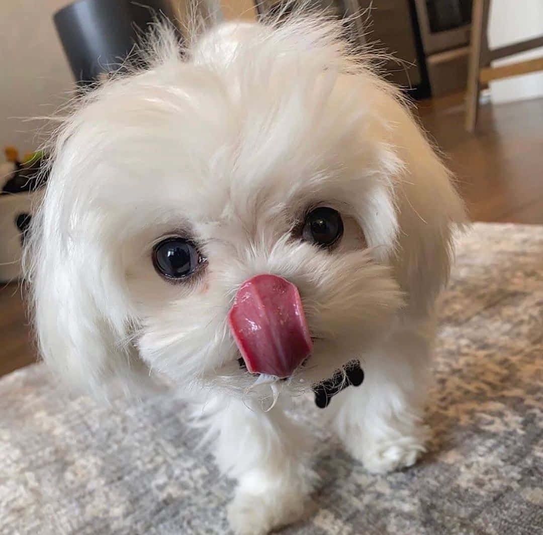 可愛馬爾濟斯幼犬俏皮探頭 壁紙 — 一隻毛茸茸的白色小狗，有著大大的深色眼睛，戴著一個小小的黑色蝴蝶結，在室內舔鼻子。