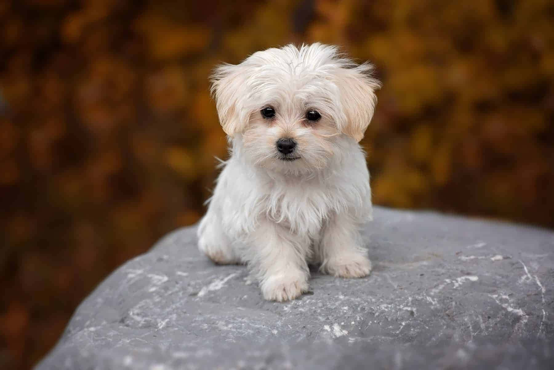 可愛馬爾濟斯幼犬坐在潔白毛髮上 壁紙 — 一隻毛茸茸的白色小狗專注地坐在灰色岩石上，背景是溫暖的秋季模糊效果。