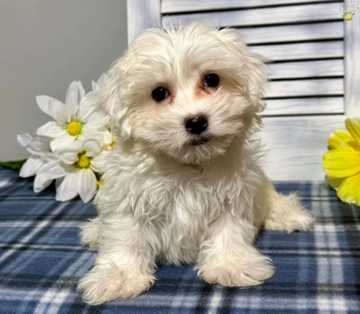 可愛馬爾濟斯幼犬嬉戲 壁紙 — 一隻毛茸茸的白色小狗可愛地坐在藍色格仔毯上，旁邊有白色和黃色的花朵。