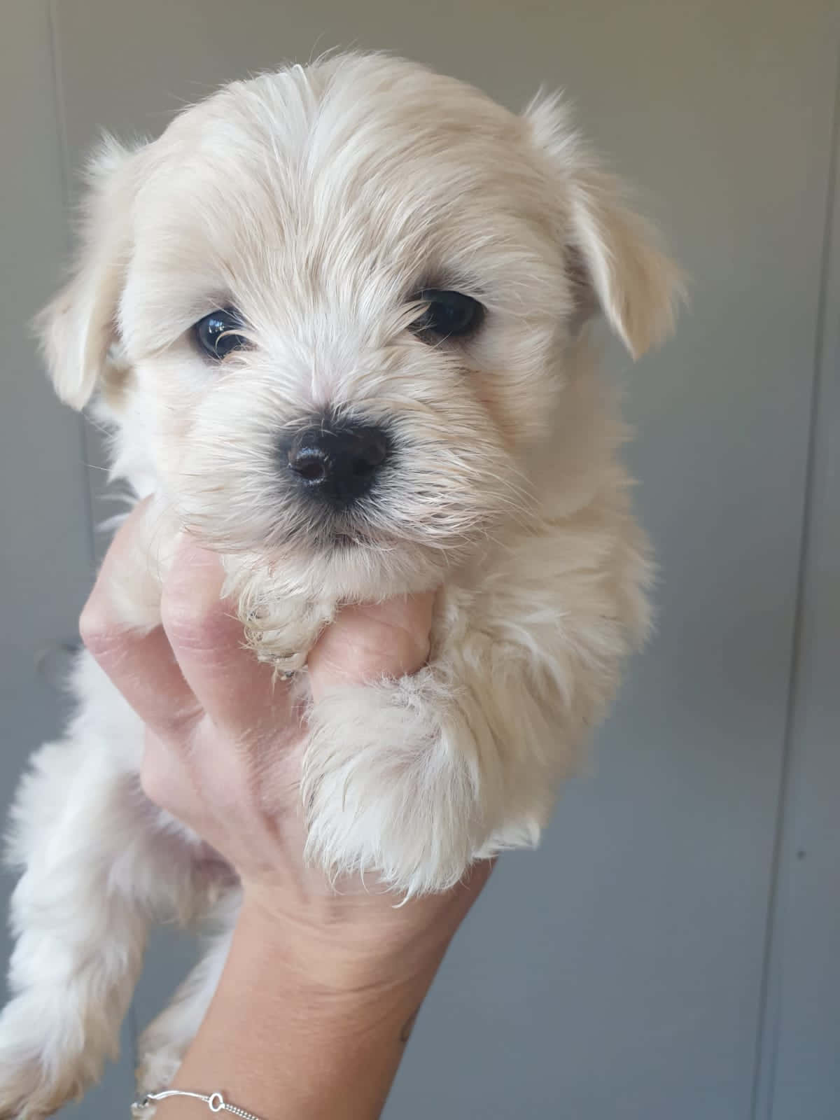 可愛馬爾濟斯幼犬嬉戲 壁紙 — 一隻毛茸茸的白色小狗，有著大大的黑色眼睛，被輕輕地捧在一個人的手中，背景是純灰色的牆壁。
