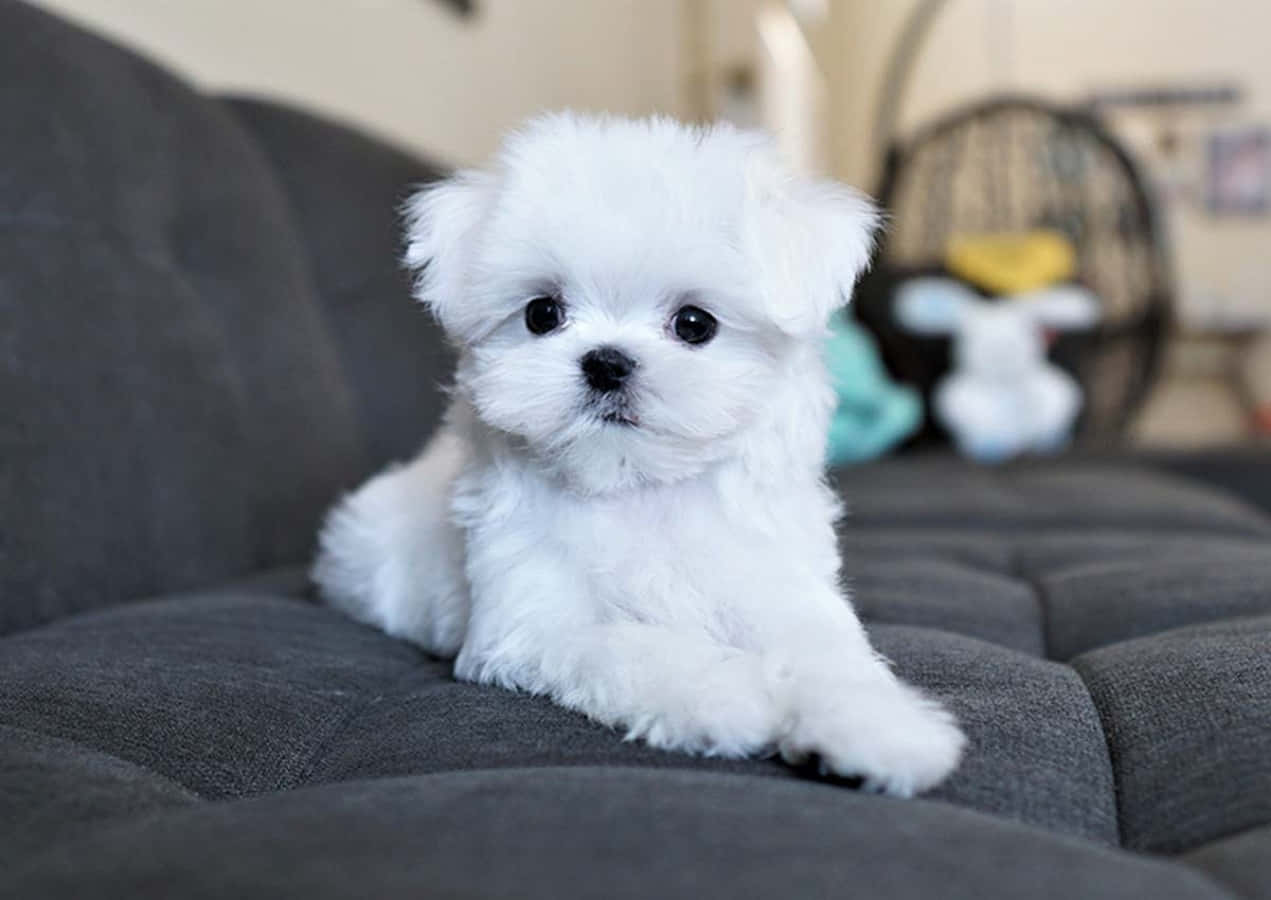 可愛馬爾濟斯幼犬尋找愛的陪伴 壁紙 — 一隻毛茸茸的白色小狗，有著大大的黑色眼睛，可愛地坐在深灰色沙發上，直視鏡頭。