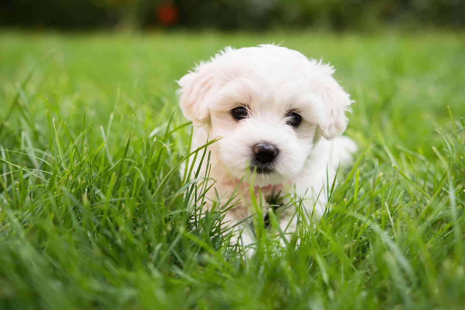 可愛馬爾濟斯幼犬尋找新家 壁紙 — 一隻毛茸茸的白色小狗從充滿活力的綠草中好奇地探出頭來，背景柔和模糊。