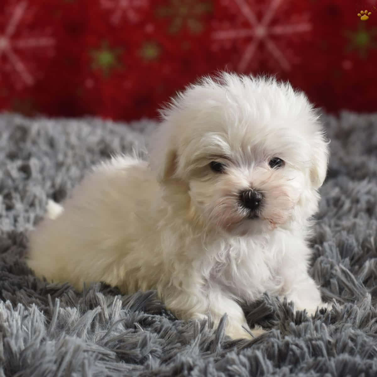 可愛馬爾濟斯幼犬準備迎接新家 壁紙 — 一隻毛茸茸的白色小狗，深色眼睛，坐在灰色長毛地毯上，背景是紅色圖案。