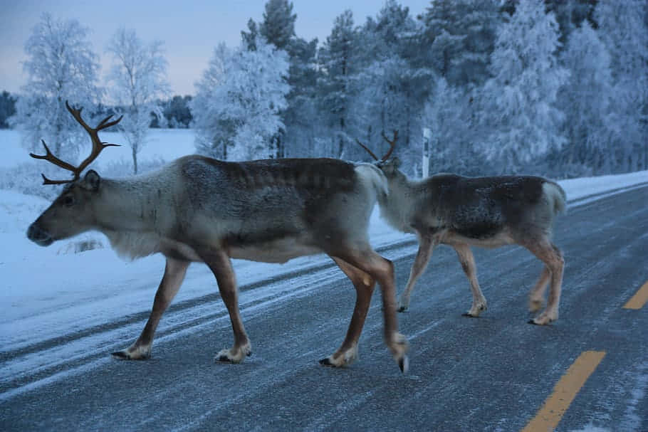 兩隻馴鹿在冬季森林的積雪道路上行走，黃昏時分。