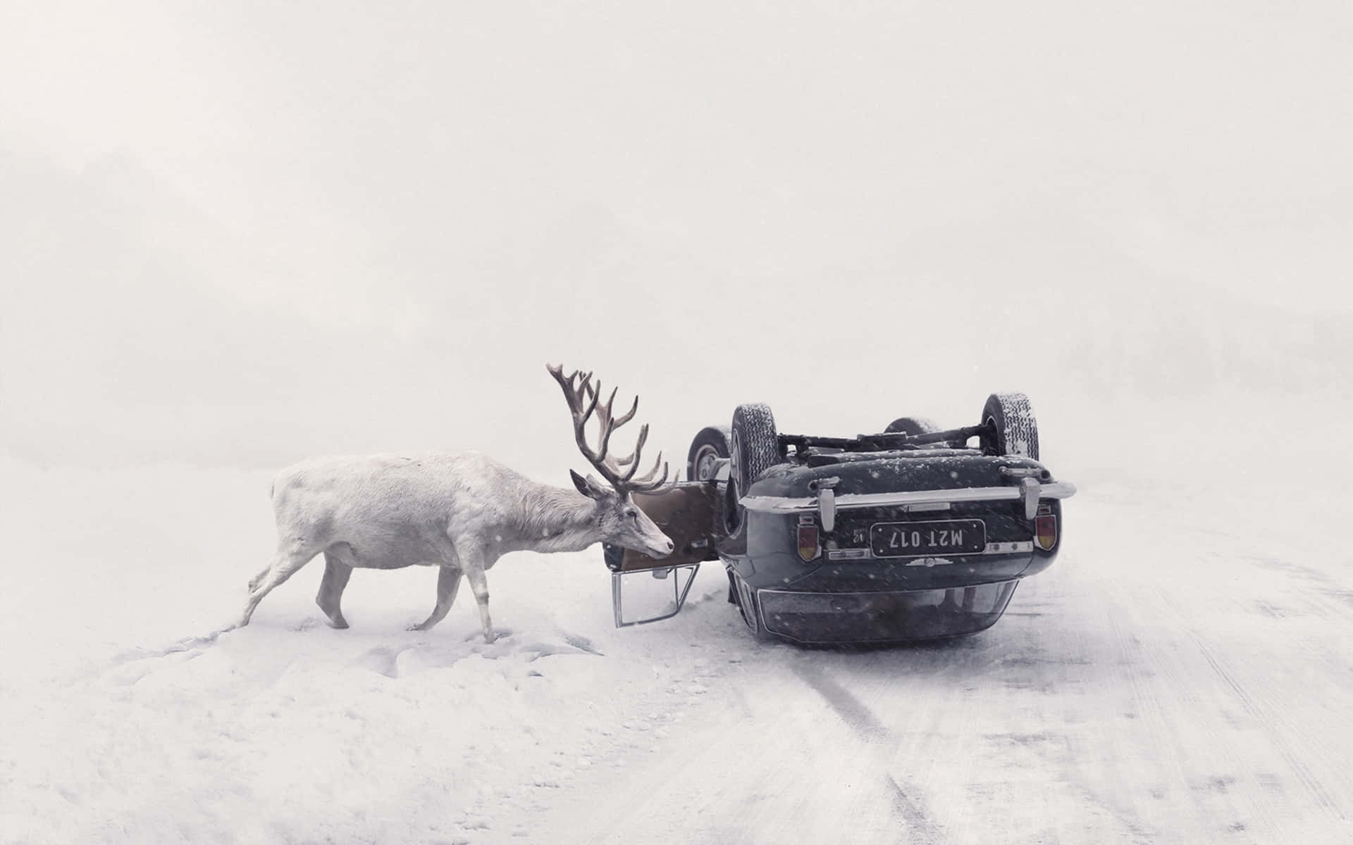 馴鹿在雪地山區推動翻倒的汽車。