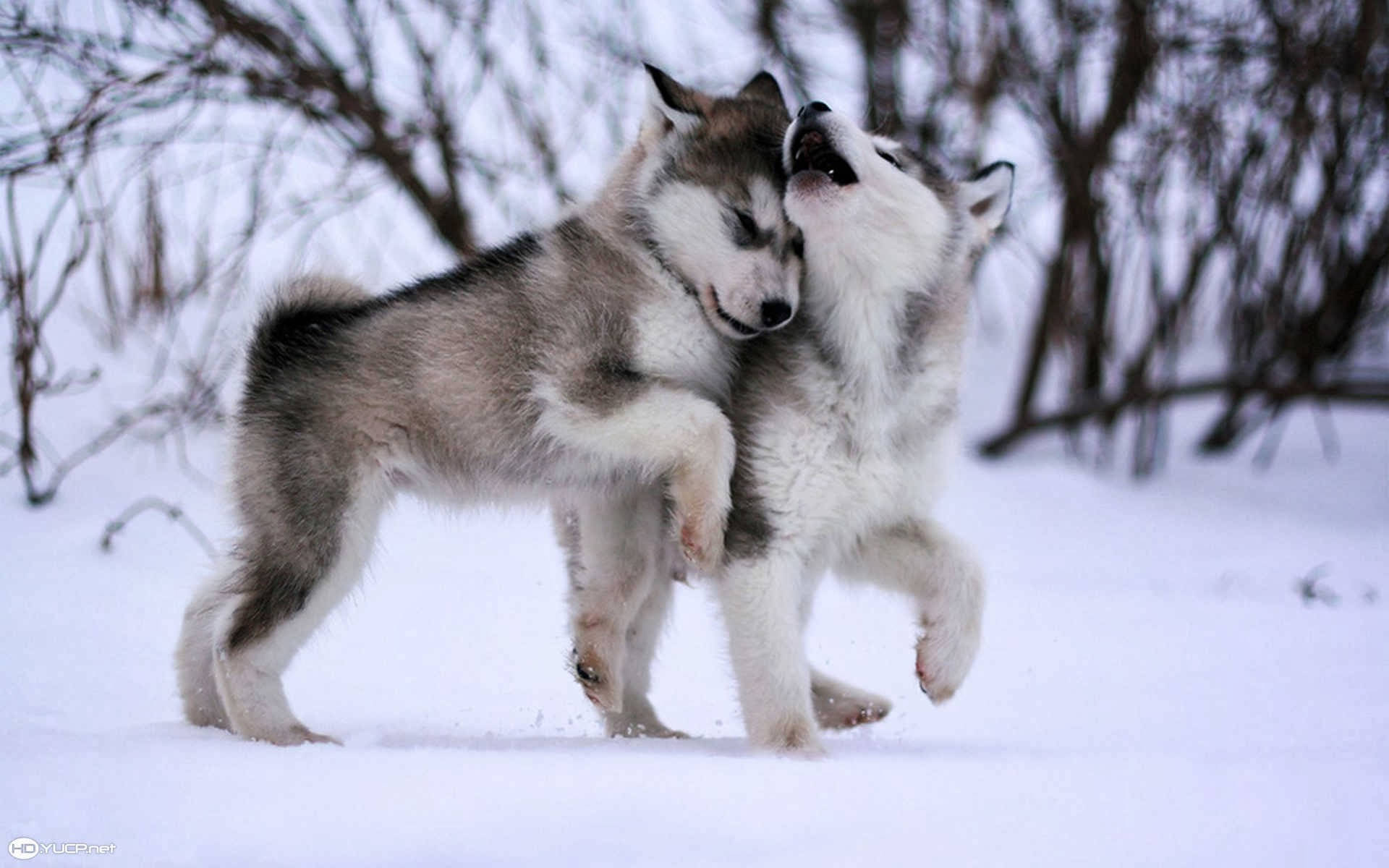 可愛高清阿拉斯加雪橇犬幼犬 壁紙 — 兩隻頑皮的哈士奇幼犬在白雪皚皚的冬季森林中翻滾依偎，周圍是光禿禿的樹枝。