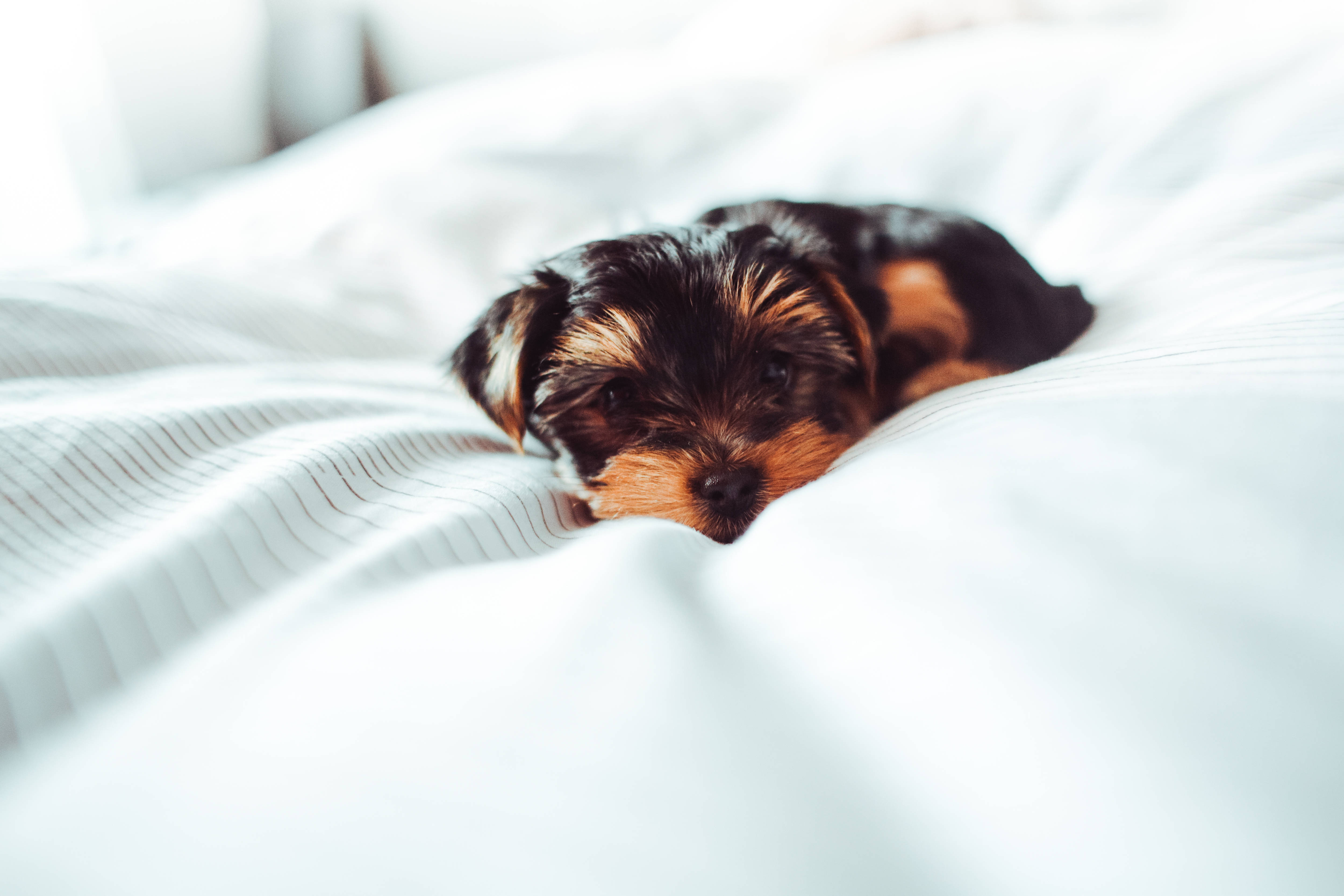 可愛高畫質床上小幼犬 壁紙 — 一隻細小的約克夏㹴幼犬在柔軟的白色寢具上平靜地休息，伴隨著溫柔的晨光。