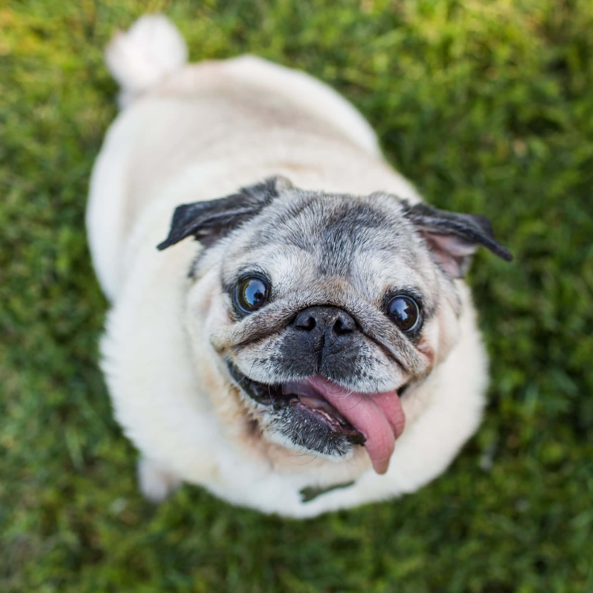 一隻伸出舌頭從草地抬頭仰望的八哥犬