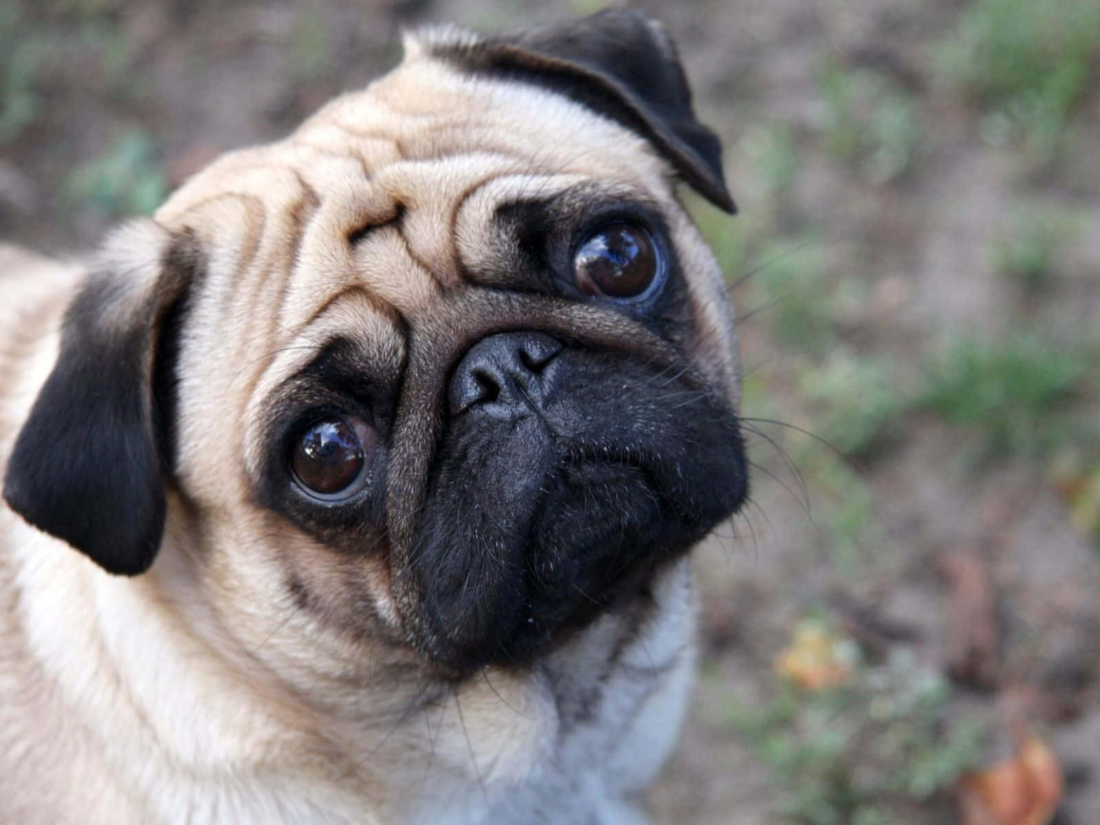 可愛鬥牛犬仰頭看的搞笑圖 壁紙 — 一隻皺紋巴哥犬的特寫，有著大大的靈魂之眼，在戶外向上看著相機。