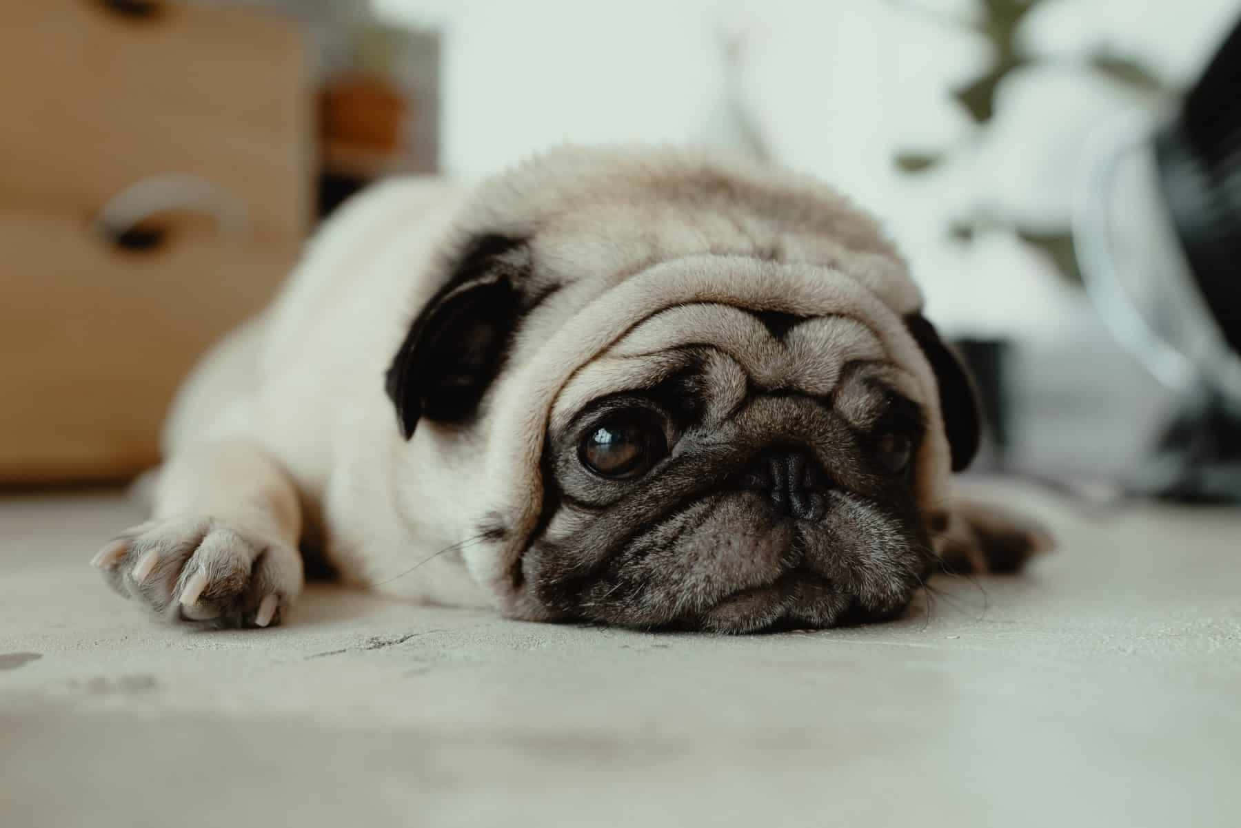 一隻淺黃色八哥犬幼犬躺著，用富有表情的大眼睛向上看。